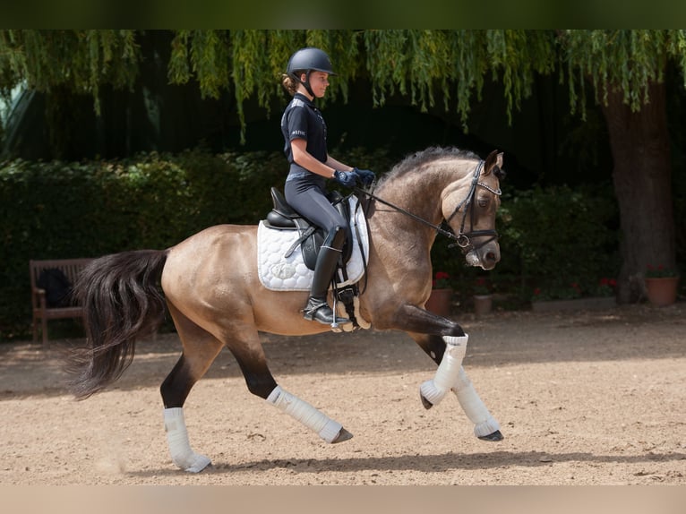 Deutsches Reitpony Wallach 13 Jahre 148 cm Falbe in Mainz