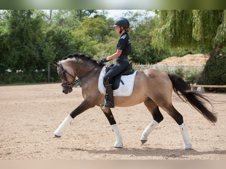 Deutsches Reitpony Wallach 13 Jahre 148 cm Falbe in Mainz