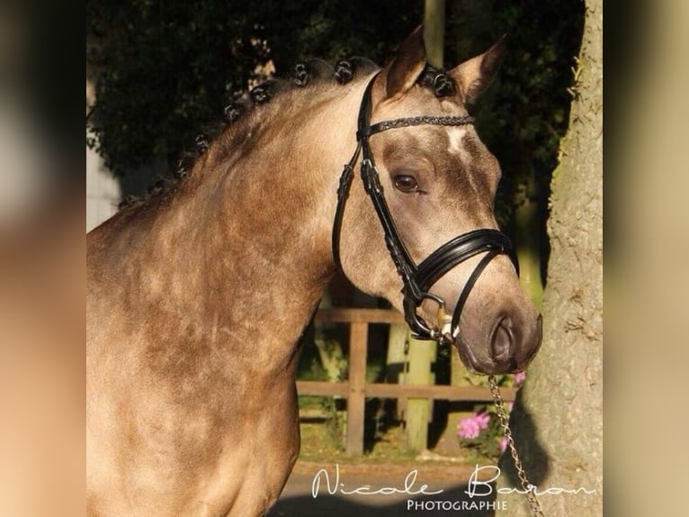 Deutsches Reitpony Wallach 13 Jahre 148 cm Falbe in Mainz