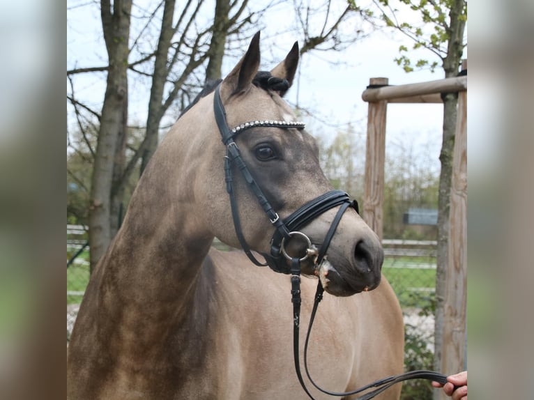 Deutsches Reitpony Wallach 13 Jahre 148 cm Falbe in Mainz