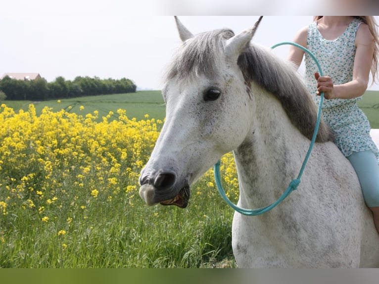 Deutsches Reitpony Wallach 13 Jahre 148 cm Fliegenschimmel in Hohenstein