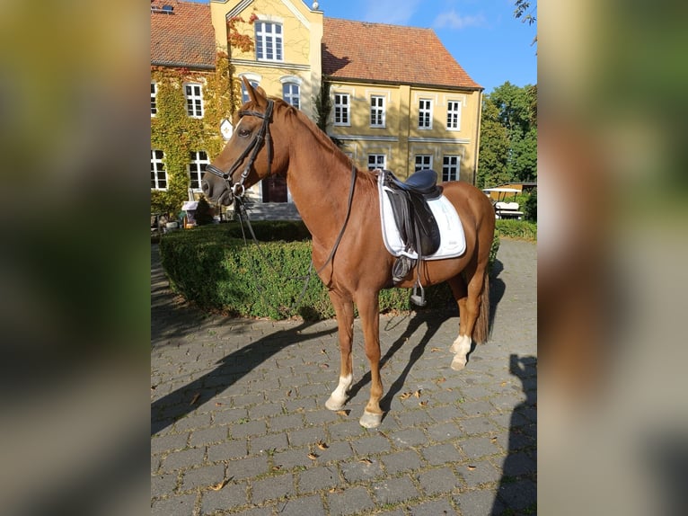 Deutsches Reitpony Wallach 13 Jahre 148 cm Fuchs in Jabel
