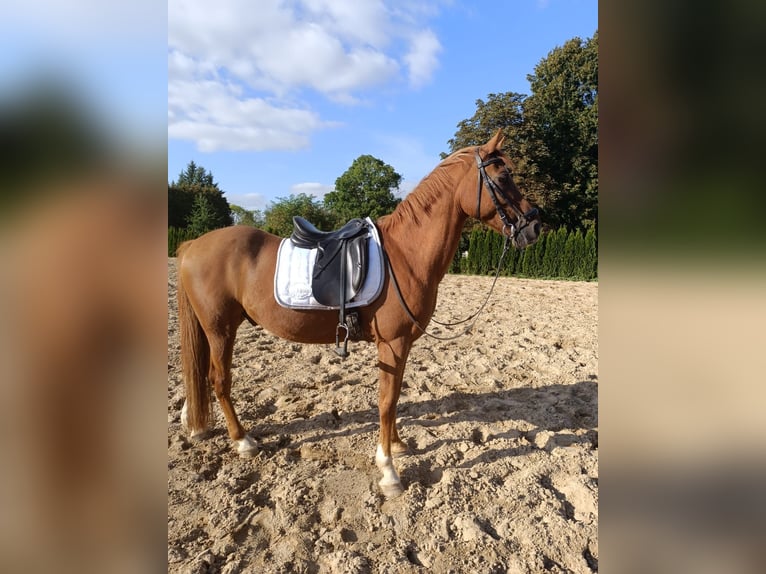 Deutsches Reitpony Wallach 13 Jahre 148 cm Fuchs in Jabel