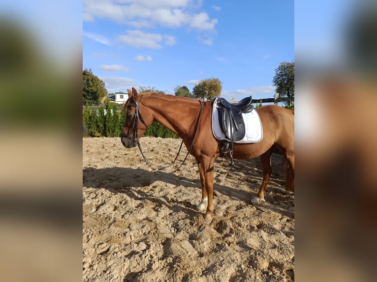 Deutsches Reitpony Wallach 13 Jahre 148 cm Fuchs in Jabel