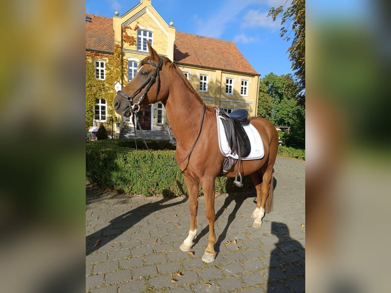 Deutsches Reitpony Wallach 13 Jahre 148 cm Fuchs in Jabel