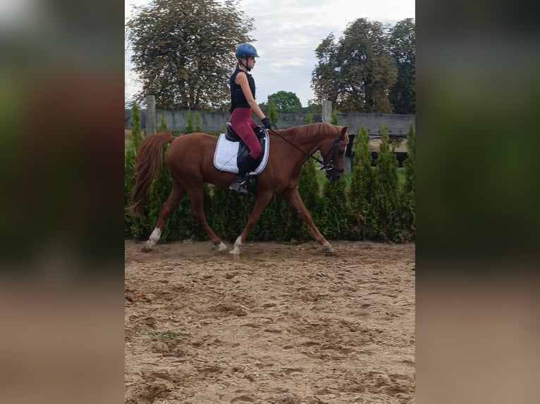 Deutsches Reitpony Wallach 13 Jahre 148 cm Fuchs in Neu Gaarz