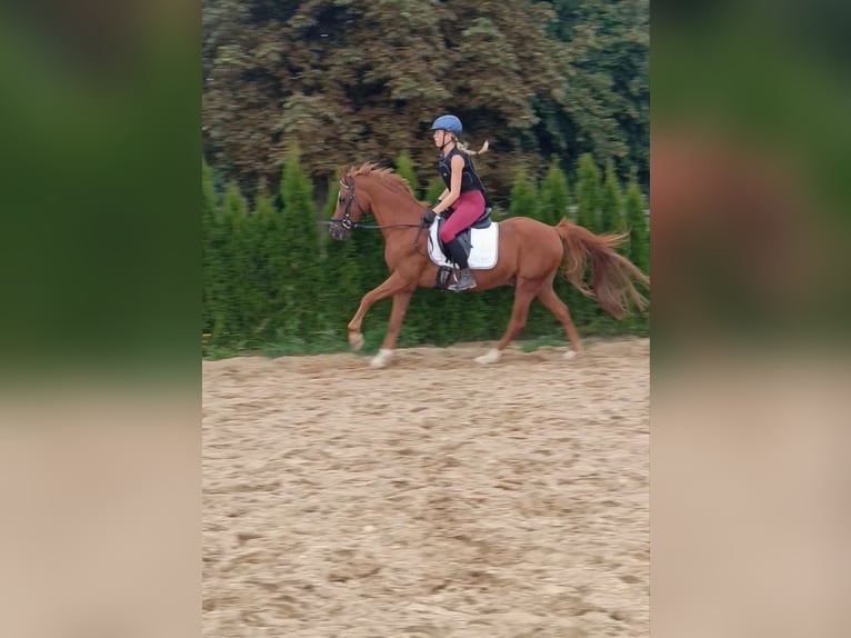 Deutsches Reitpony Wallach 13 Jahre 148 cm Fuchs in Neu Gaarz