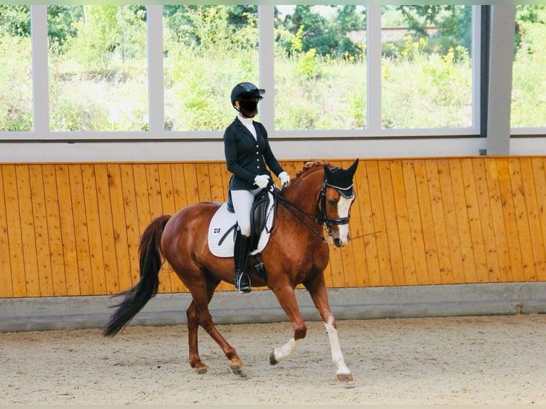 Deutsches Reitpony Wallach 13 Jahre 148 cm Fuchs in Sprockhövel