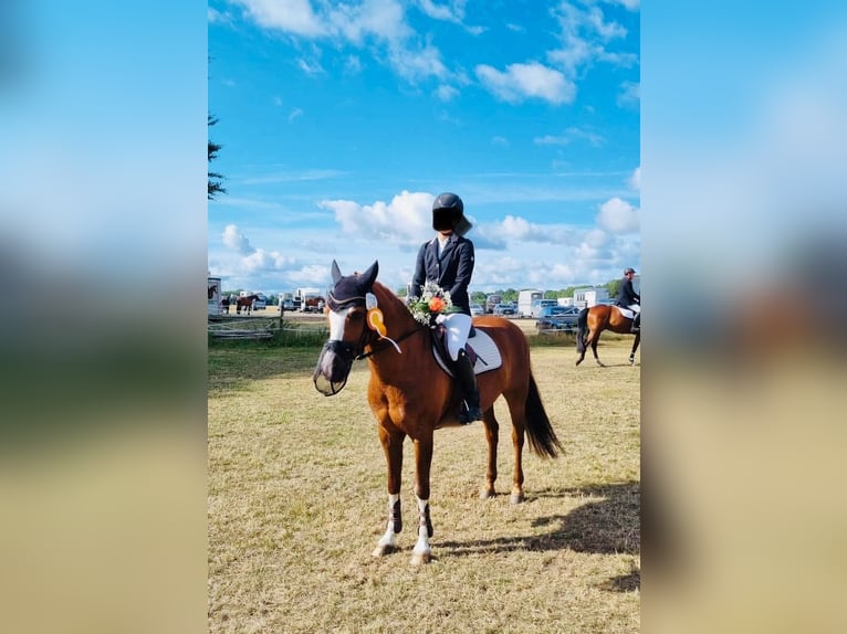 Deutsches Reitpony Wallach 13 Jahre 148 cm Fuchs in Sprockhövel