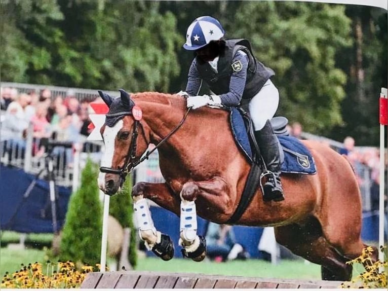 Deutsches Reitpony Wallach 13 Jahre 148 cm Fuchs in Sprockhövel