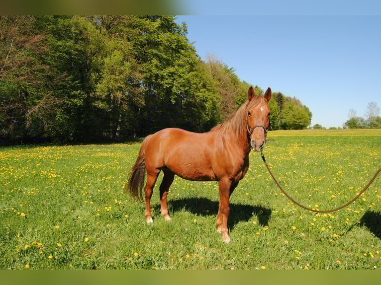 Deutsches Reitpony Mix Wallach 13 Jahre 148 cm Fuchs in Allmendingen
