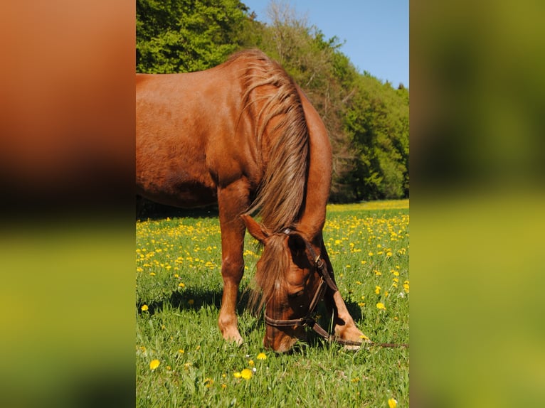 Deutsches Reitpony Mix Wallach 13 Jahre 148 cm Fuchs in Allmendingen