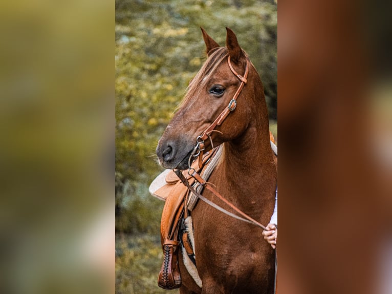 Deutsches Reitpony Mix Wallach 13 Jahre 148 cm Fuchs in Allmendingen