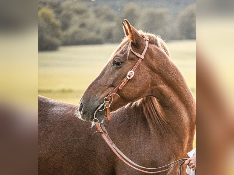 Deutsches Reitpony Mix Wallach 13 Jahre 148 cm Fuchs in Allmendingen