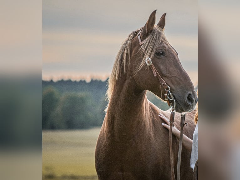 Deutsches Reitpony Mix Wallach 13 Jahre 148 cm Fuchs in Allmendingen