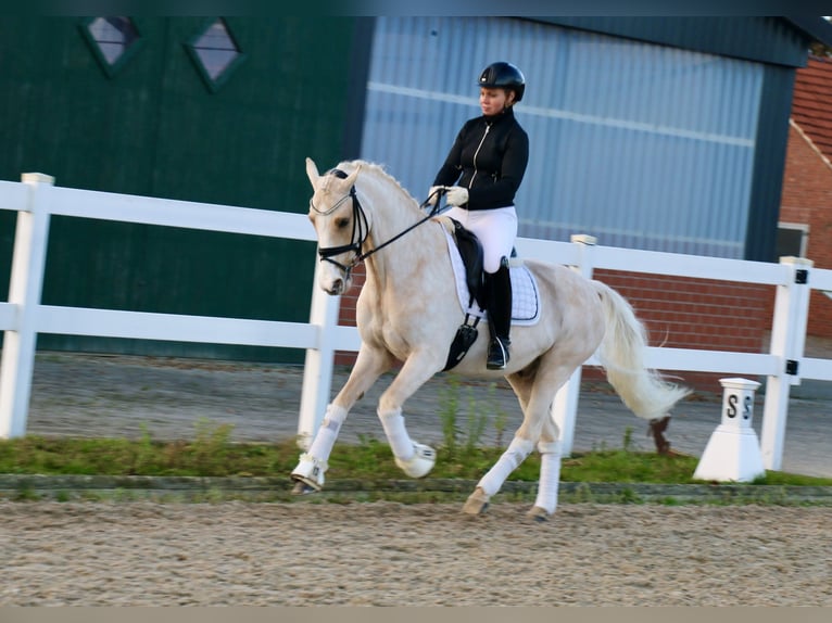 Deutsches Reitpony Wallach 13 Jahre 148 cm Palomino in Recke, bei Osnabrück