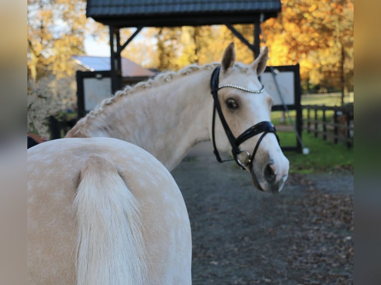 Deutsches Reitpony Wallach 13 Jahre 148 cm Palomino in Recke, bei Osnabrück