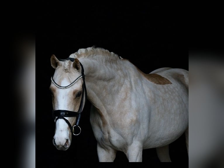 Deutsches Reitpony Wallach 13 Jahre 148 cm Palomino in Recke, bei Osnabrück