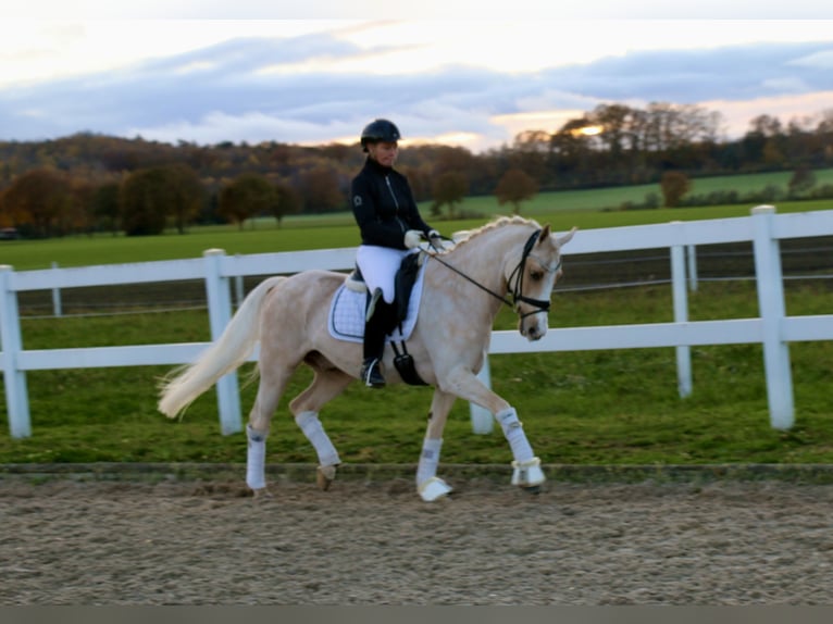 Deutsches Reitpony Wallach 13 Jahre 148 cm Palomino in Recke, bei Osnabrück