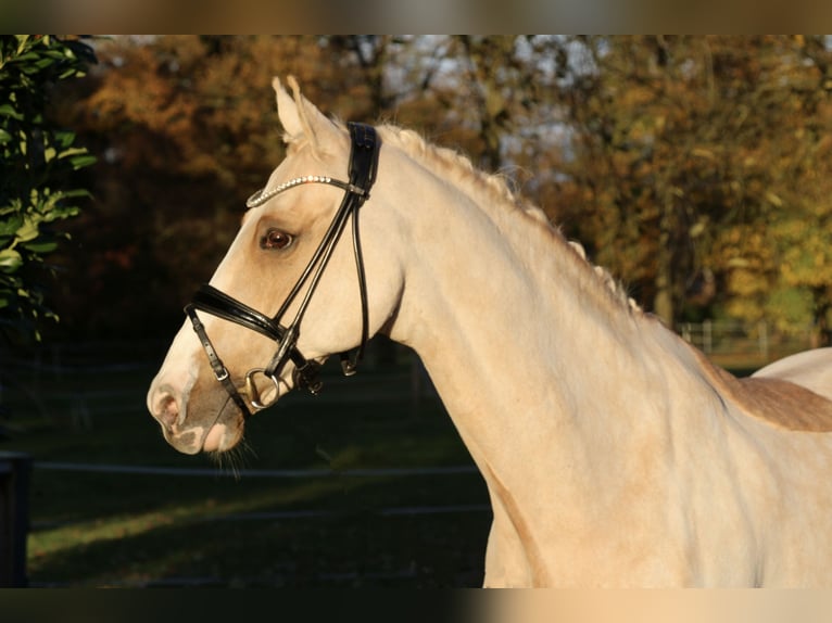 Deutsches Reitpony Wallach 13 Jahre 148 cm Palomino in Recke, bei Osnabrück