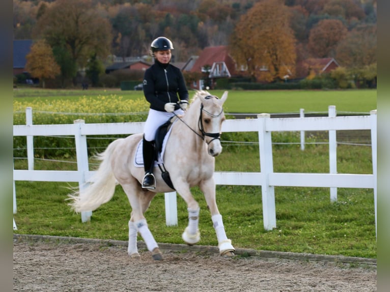 Deutsches Reitpony Wallach 13 Jahre 148 cm Palomino in Recke, bei Osnabrück