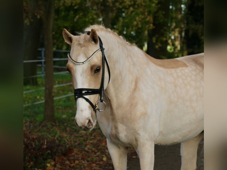 Deutsches Reitpony Wallach 13 Jahre 148 cm Palomino in Recke, bei Osnabrück