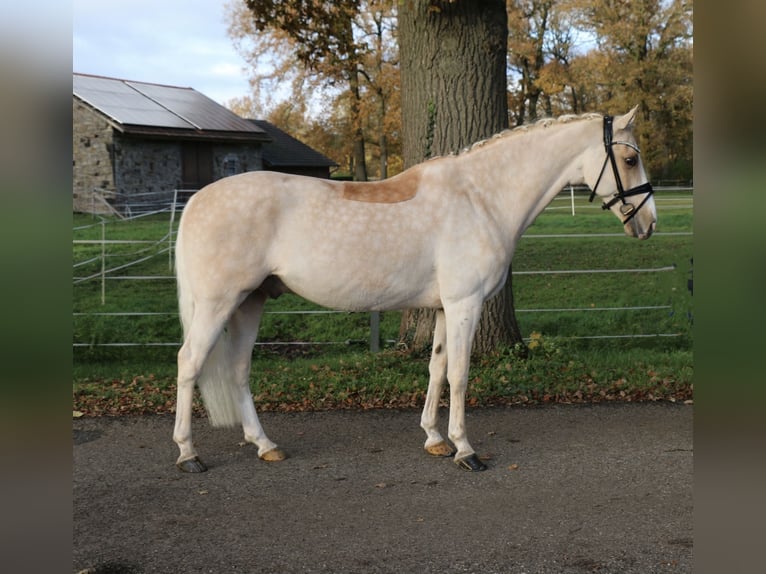 Deutsches Reitpony Wallach 13 Jahre 148 cm Palomino in Recke, bei Osnabrück