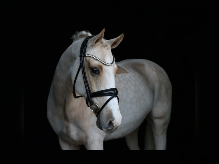 Deutsches Reitpony Wallach 13 Jahre 148 cm Palomino in Recke, bei Osnabrück