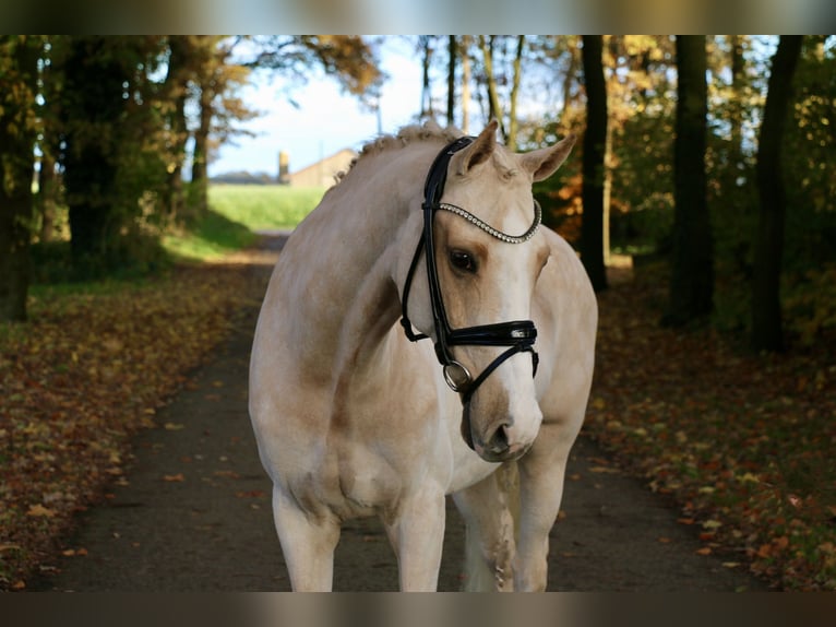 Deutsches Reitpony Wallach 13 Jahre 148 cm Palomino in Recke, bei Osnabrück