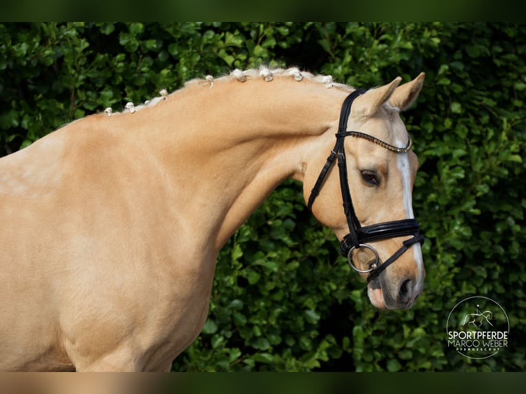 Deutsches Reitpony Wallach 13 Jahre 148 cm Palomino in Rastede