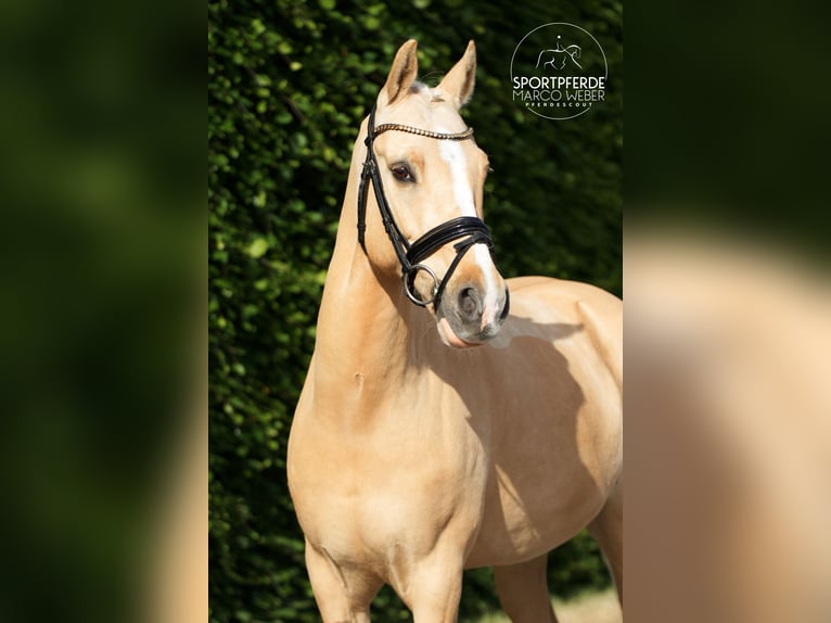 Deutsches Reitpony Wallach 13 Jahre 148 cm Palomino in Rastede