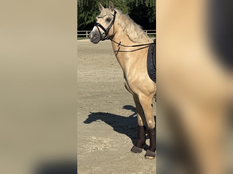 Deutsches Reitpony Wallach 13 Jahre 148 cm Palomino in Lengerich