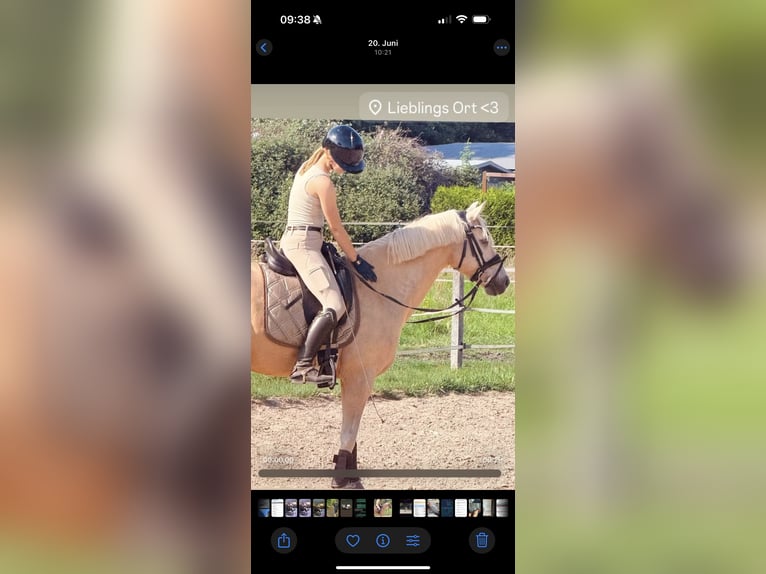 Deutsches Reitpony Wallach 13 Jahre 148 cm Palomino in Lengerich