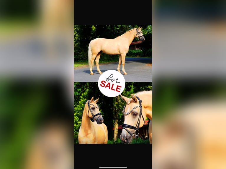 Deutsches Reitpony Wallach 13 Jahre 148 cm Palomino in Lengerich