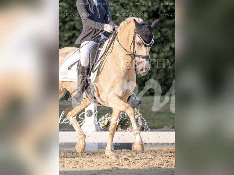 Deutsches Reitpony Wallach 13 Jahre 148 cm Palomino in Lengerich
