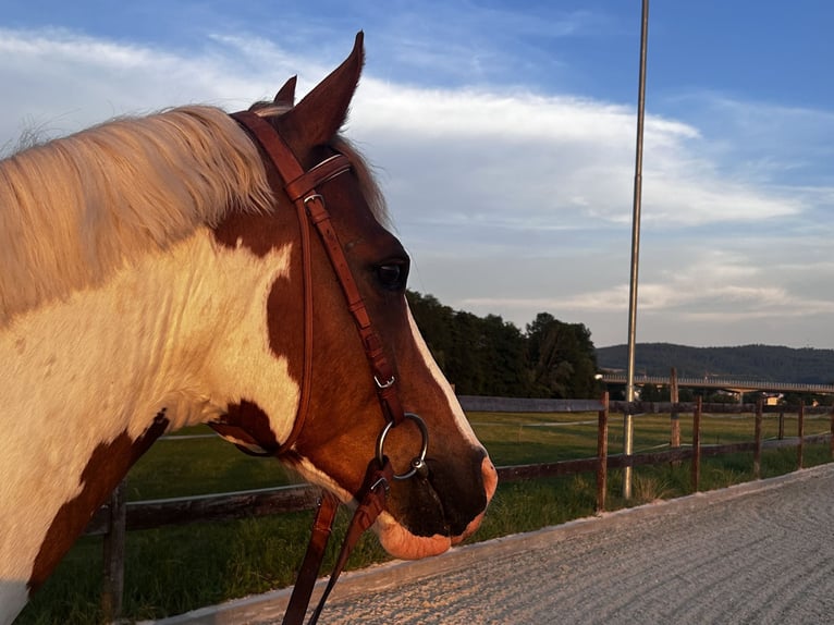 Deutsches Reitpony Mix Wallach 13 Jahre 148 cm Schecke in Schorndorf