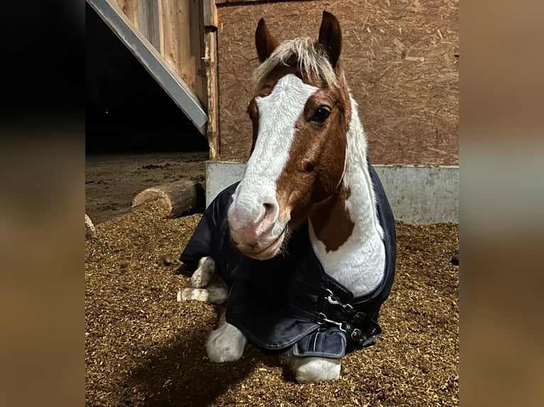 Deutsches Reitpony Mix Wallach 13 Jahre 148 cm Schecke in Schorndorf