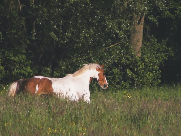 Deutsches Reitpony Mix Wallach 13 Jahre 148 cm Schecke in Schorndorf