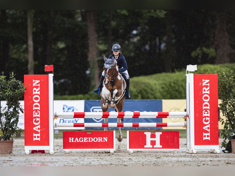 Deutsches Reitpony Wallach 13 Jahre 148 cm Schecke in Lentzke