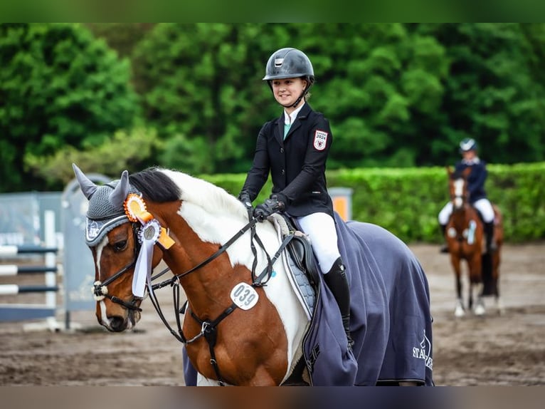 Deutsches Reitpony Wallach 13 Jahre 148 cm Schecke in Lentzke