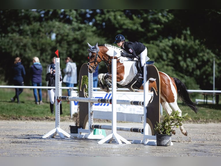 Deutsches Reitpony Wallach 13 Jahre 148 cm Schecke in Lentzke