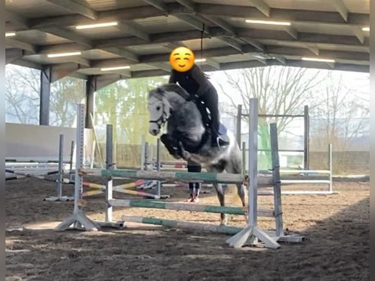 Deutsches Reitpony Mix Wallach 13 Jahre 148 cm Schimmel in Lorsch