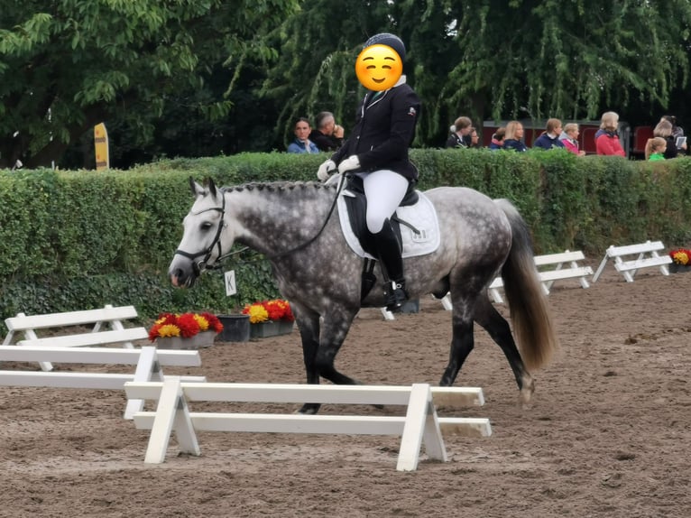 Deutsches Reitpony Mix Wallach 13 Jahre 148 cm Schimmel in Lorsch