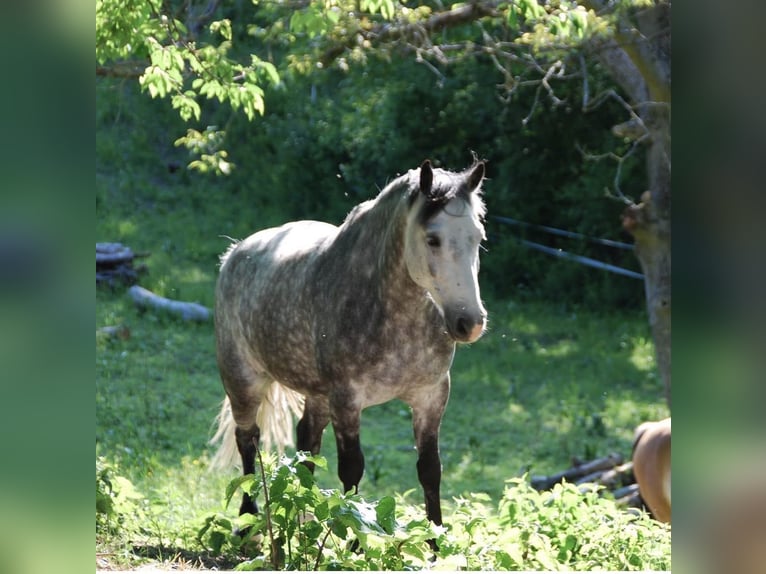 Deutsches Reitpony Mix Wallach 13 Jahre 148 cm Schimmel in Lorsch