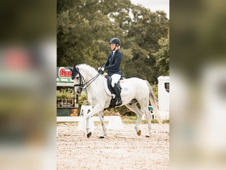 Deutsches Reitpony Wallach 13 Jahre 148 cm Schimmel in Salzgitter