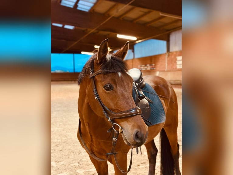 Deutsches Reitpony Wallach 13 Jahre 149 cm Brauner in Wachtberg