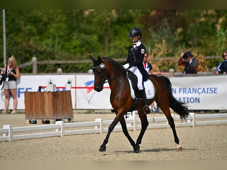 Deutsches Reitpony Wallach 13 Jahre 149 cm Dunkelbrauner in Contern