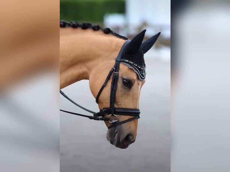 Deutsches Reitpony Wallach 13 Jahre 149 cm Falbe in Minderhout