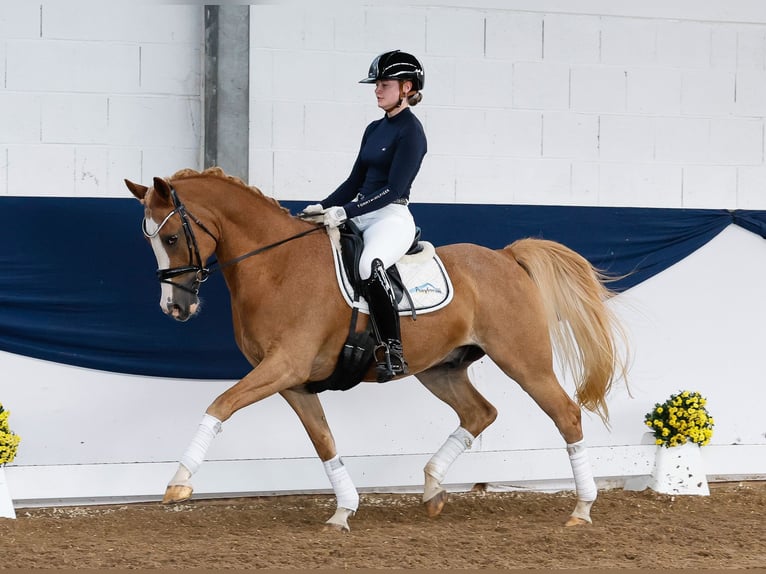 Deutsches Reitpony Wallach 13 Jahre 149 cm Fuchs in Marsberg