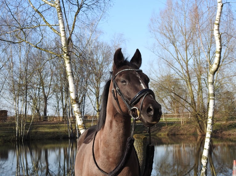 Deutsches Reitpony Wallach 13 Jahre 149 cm Rappe in Viersen